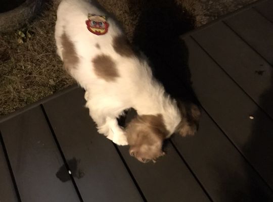 愛犬