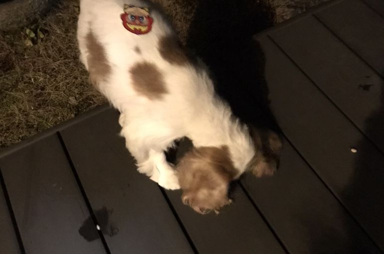 愛犬